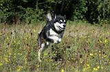 ALASKAN MALAMUTE 352